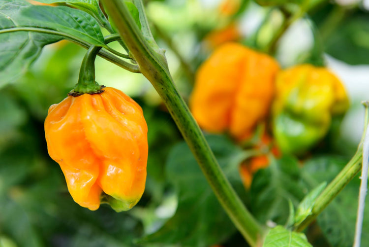 close up of yellow habanero peppers ripening from green to red on a pepper plant's branch