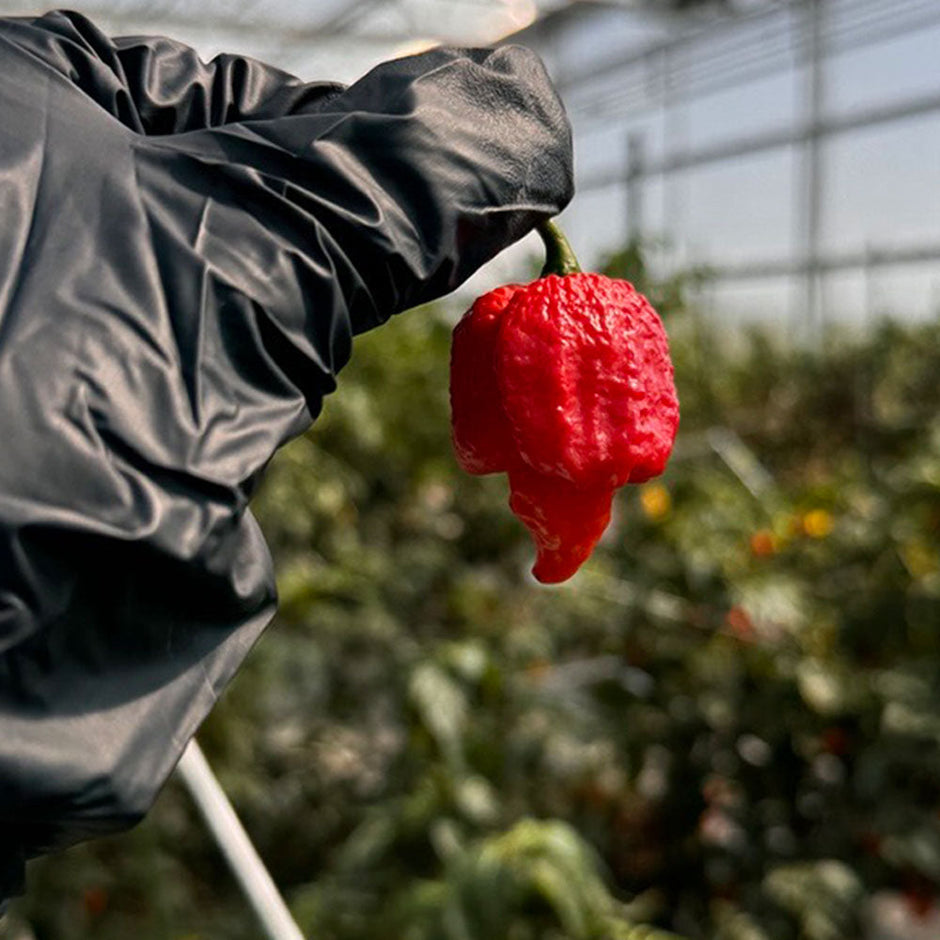 Pepper Seeds from Pepper Joe's | Shop 400+ Varieties Today! – Pepper Joe’s