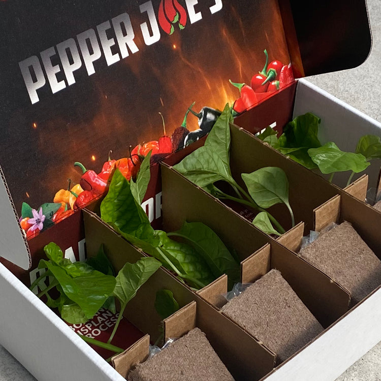 Live Hot Pepper Plants