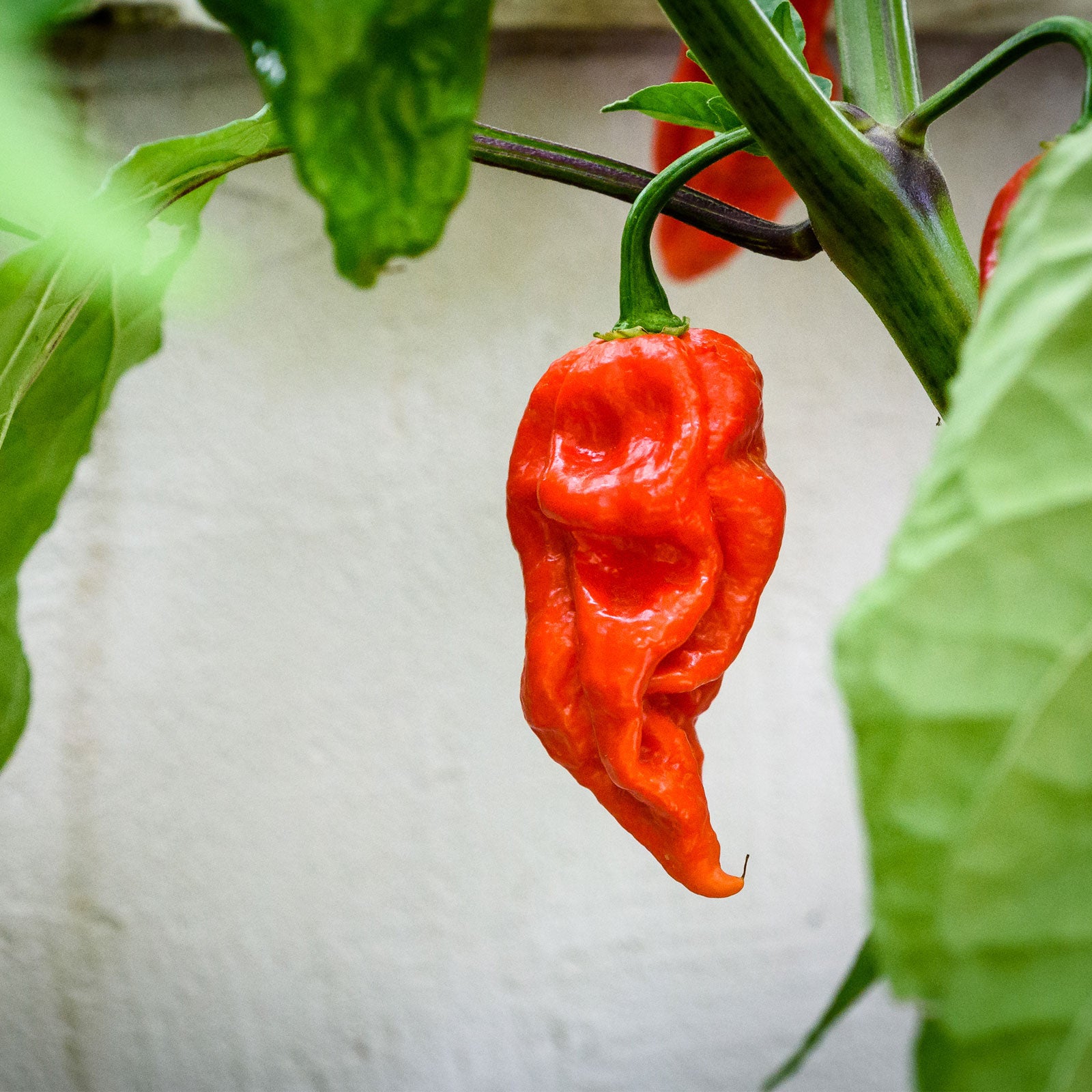 Ghost Pepper Roots Ghost Pepper (Bhut Jolokia) Seeds | Pepper Joe's – Pepper Joe’s