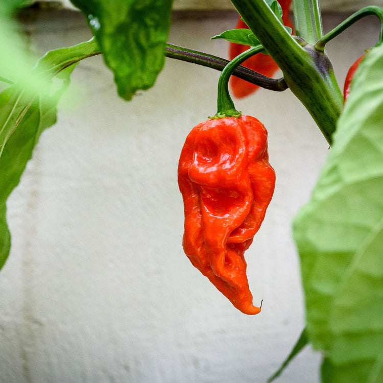 Ghost Pepper Seeds | Bhut Jolokia Pepper Seeds