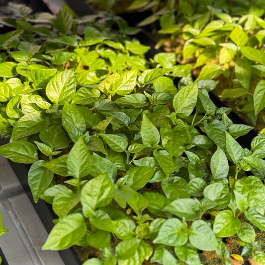 Live Hot Pepper Plants