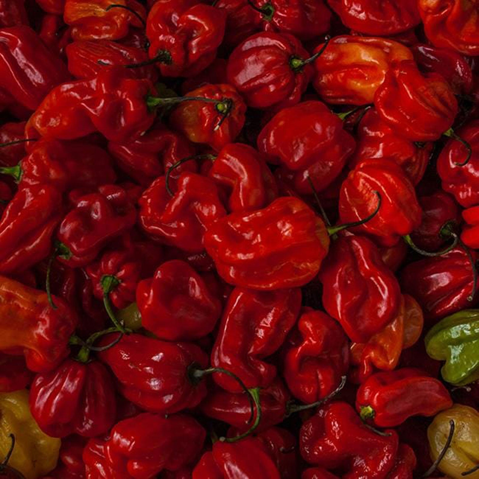 Moruga Riba Moruga Pepper Seeds – Pepper Joe’s