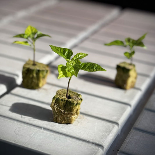 Live Pepper Plants