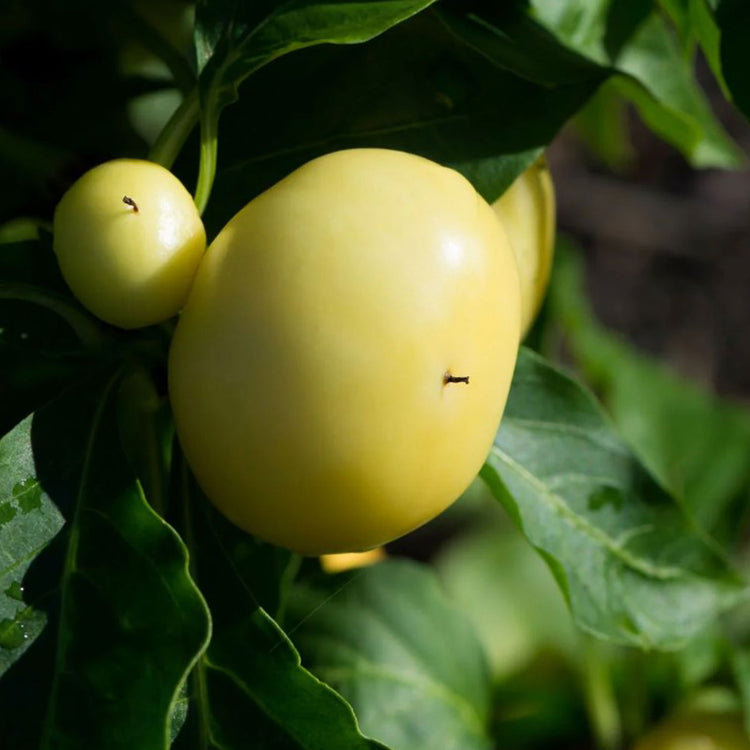 Paprika Seeds