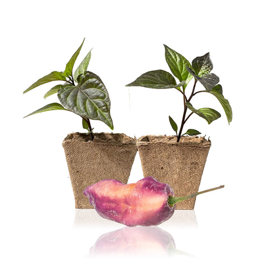 Rare Pepper Plants