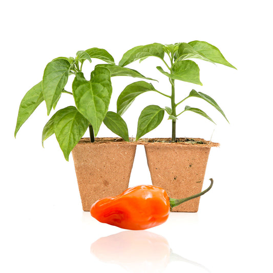 Very Hot Pepper Plants