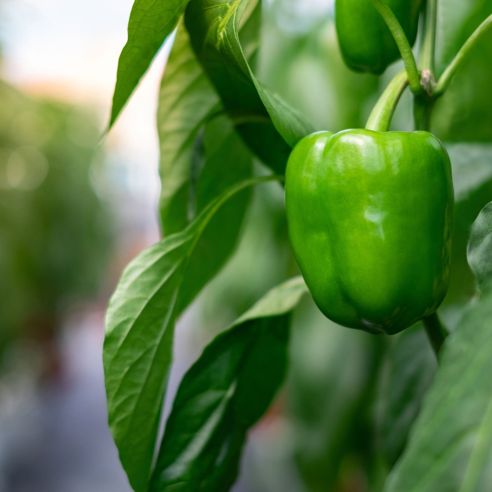 Pepper Joe's | Hot Pepper Seeds | 300+ Varieties | Same Day Shipping ...