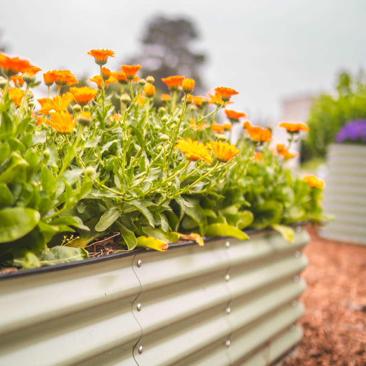 Raised Garden Beds