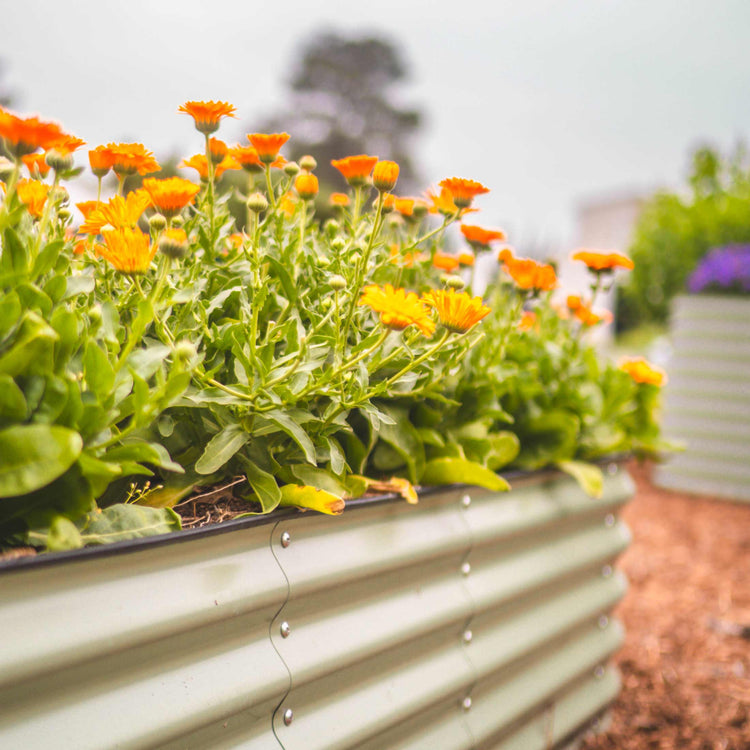 Raised Garden Beds