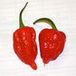 Ghost Pepper Sea Salt (Naga Jolokia)