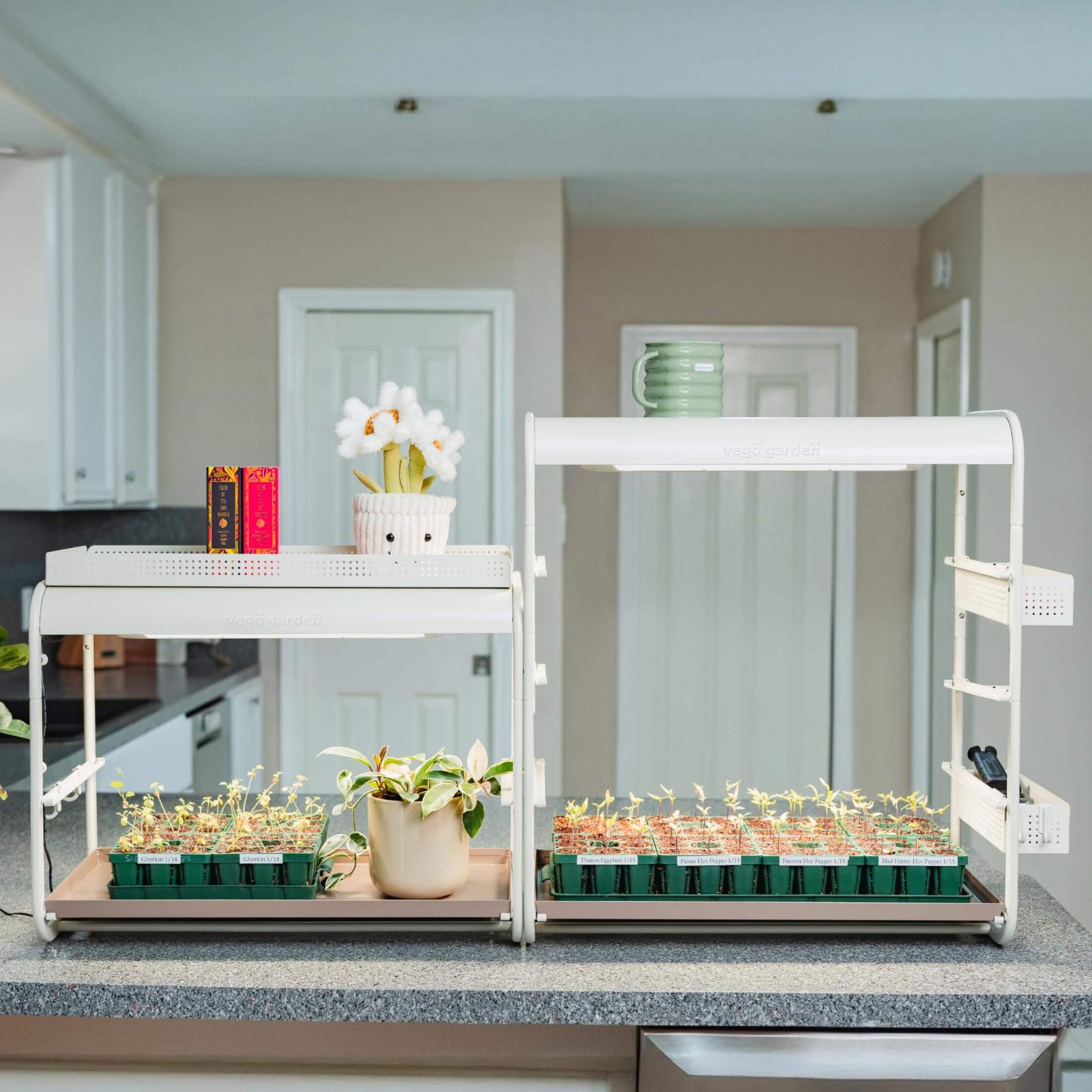 best grow light for pepper plants 1 Tier Tabletop Grow Light Garden
