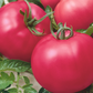 Semillas de tomate híbrido rosado Chef's Choice