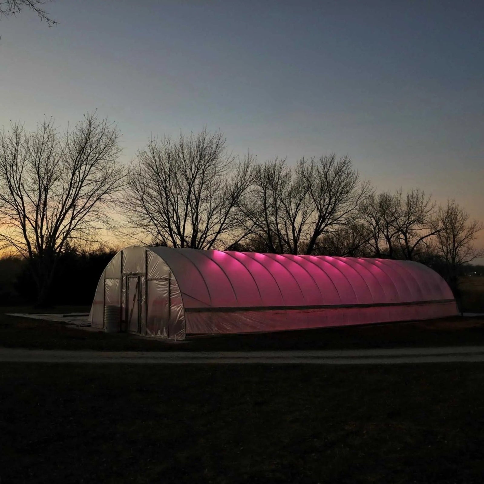Greenhouse with interior grow lights at dusk, surrounded by leafless trees.