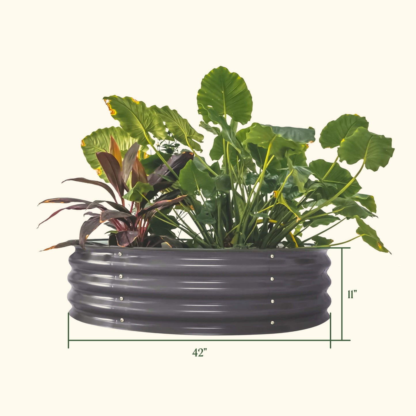 Round metal raised garden bed with plants and dimensions on a white background.

Dimensions are 42 inches wide by 11 inches tall. 