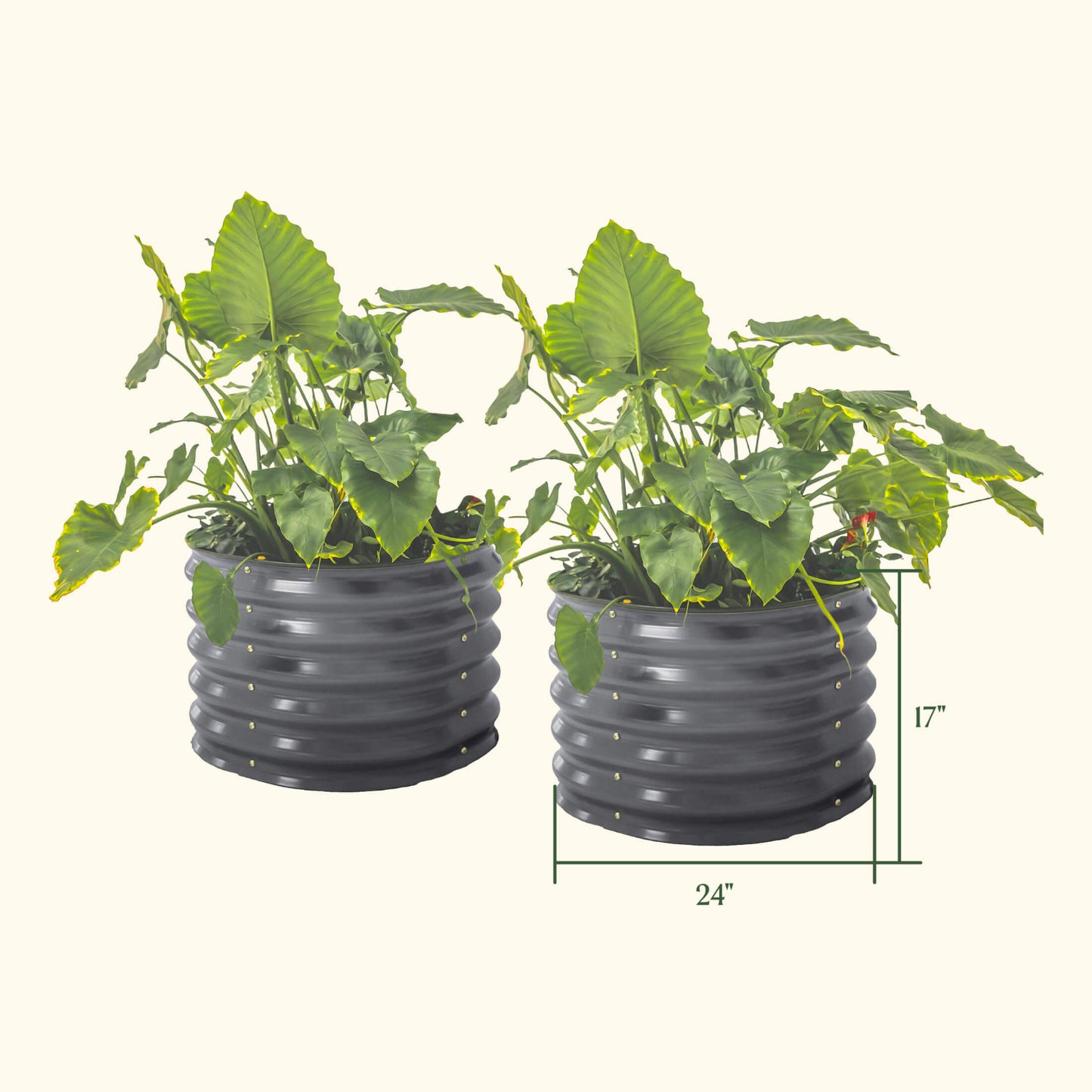 Two modern gray 17 inch tall garden bed that is 24 inches wide with colorful plants on a white background with dimensions of the planters defined as 24 inches wide and 17 inches tall.