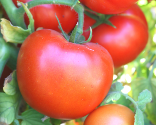 Semillas de tomate híbrido Itz a Keeper