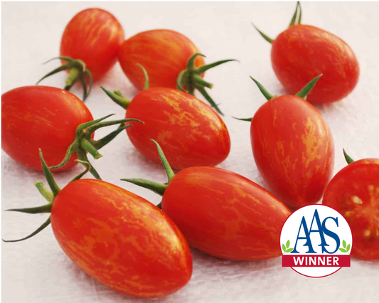 Semillas de tomate híbrido Red Torch