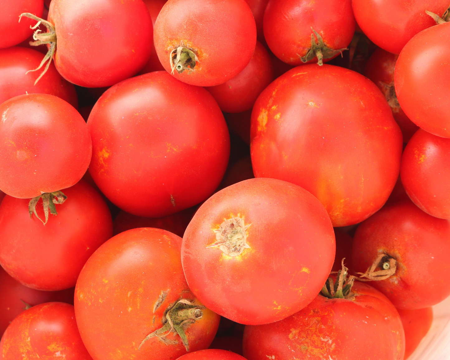 Semillas de tomate híbrido Celebrity Plus