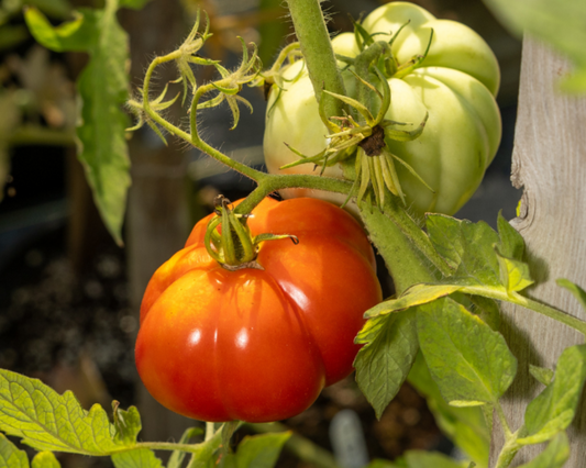 Semillas de tomate híbrido de pasta de jardín gigante