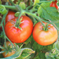 Patio Hybrid Tomato Seeds