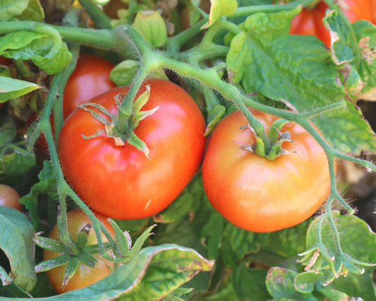 Semillas de tomate híbrido de patio