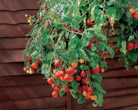 Semillas de tomate rojo Tumbling Tom