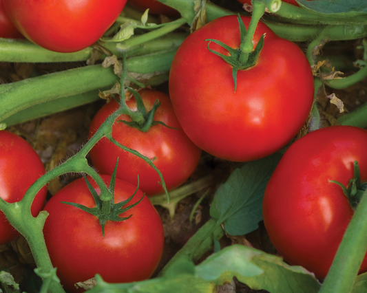 Semillas de tomate híbrido Bella Rosa 