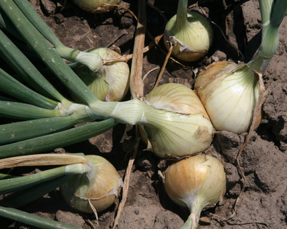Walla Walla Sweet Onion Seeds