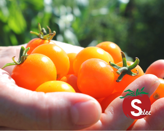 Semillas de tomate híbrido Sun Sugar