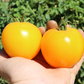 Lemon Boy Plus Hybrid Tomato Seeds