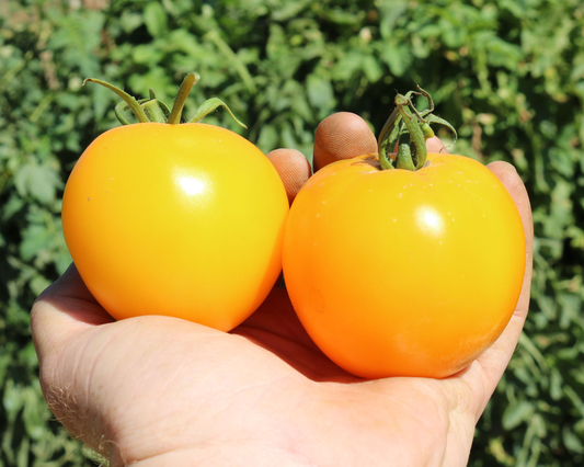 Semillas de tomate híbrido Lemon Boy Plus 