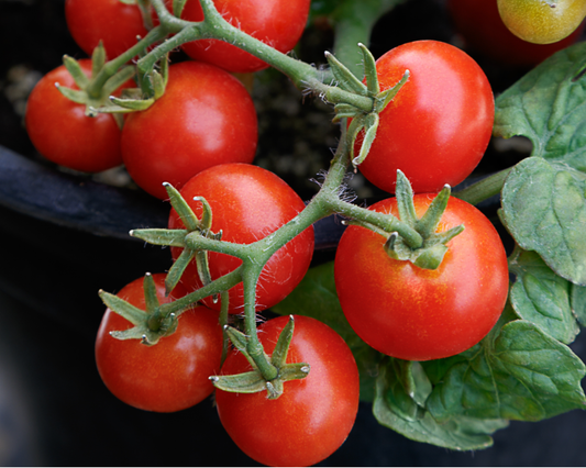 Semillas de tomate Red Robin