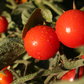 Unicorn Hybrid Tomato FNT