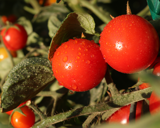 Tomate híbrido Unicornio FNT