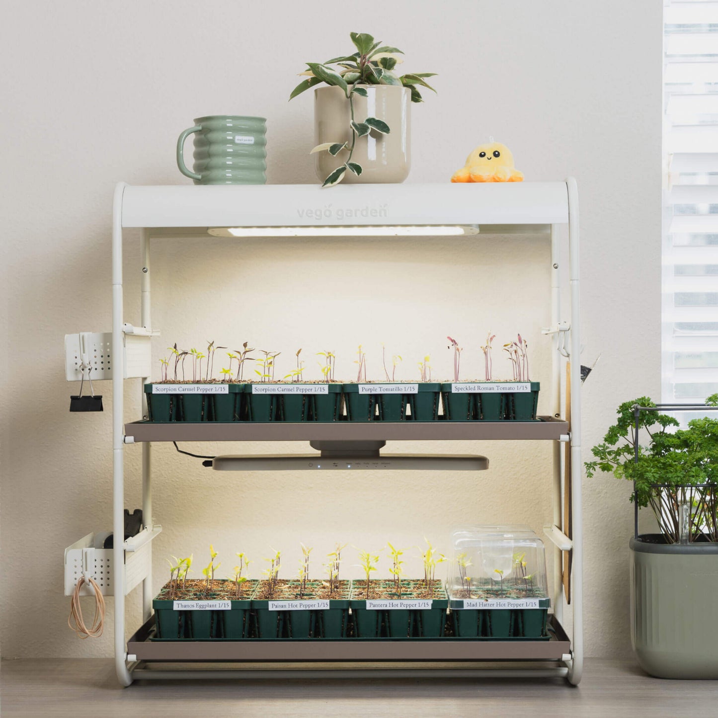 2 Tier Tabletop Indoor Grow Light with seedlings in the tray on a kitchen counter next to a window. 