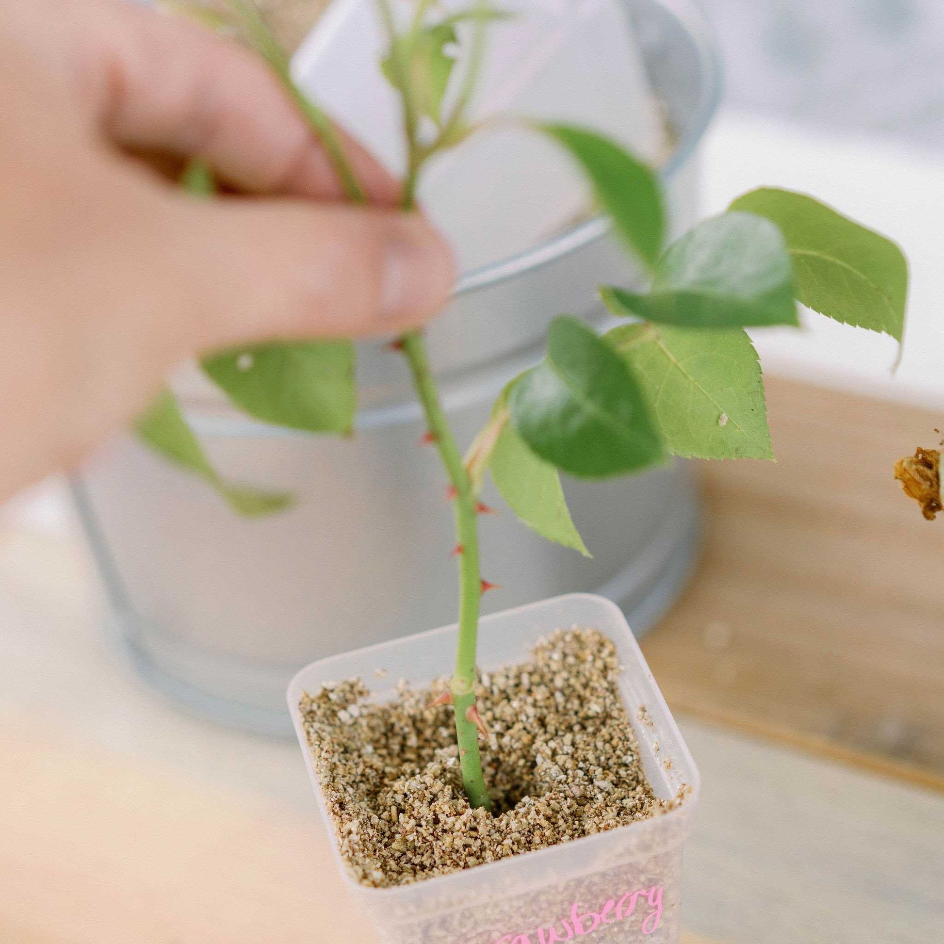 seed planting pots Seed Starter Pots