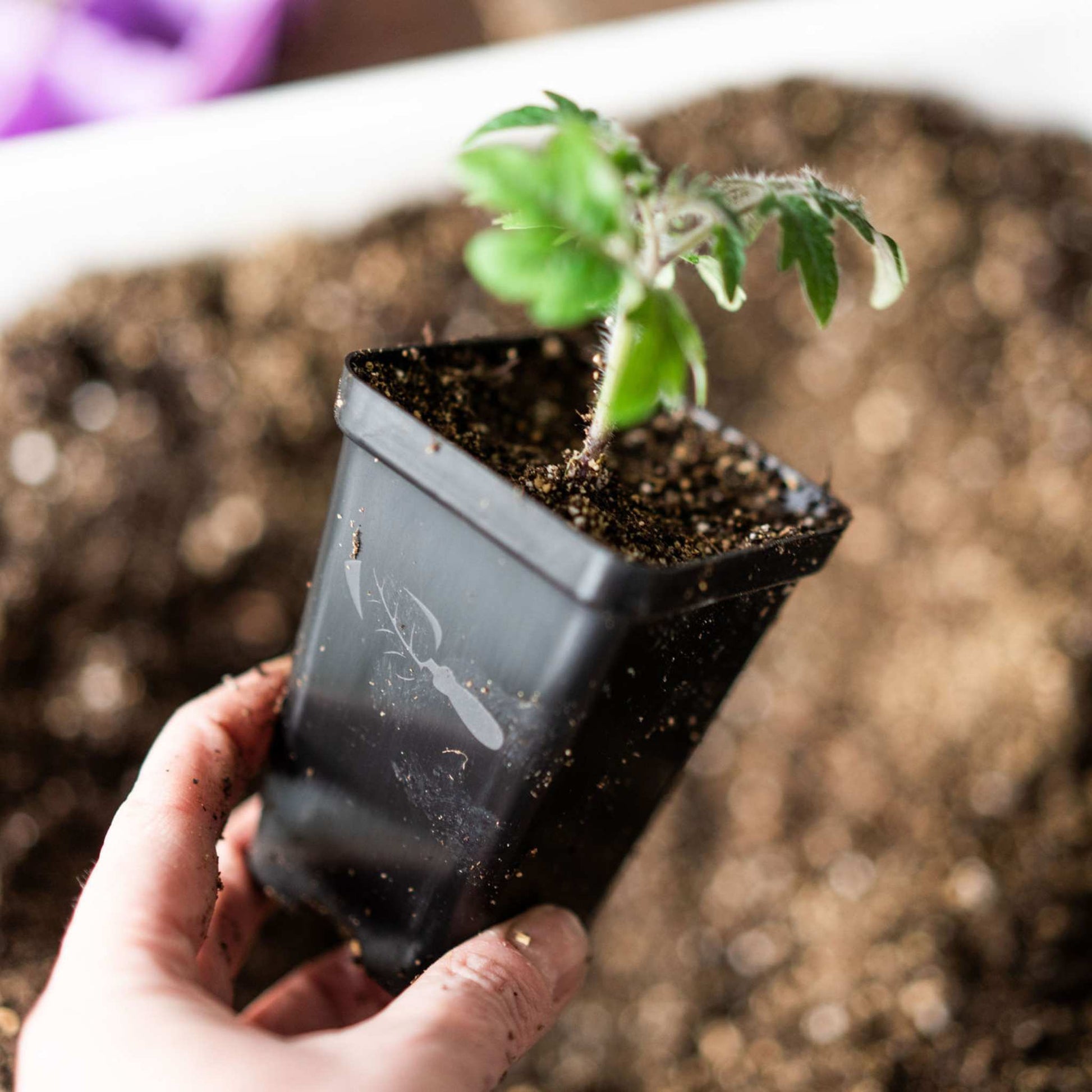 plant pots for seedlings Seed Starter Pots