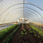 Rows of greens growing in a long greenhouse with a curved translucent plastic roof and metal frame.