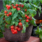 Red Robin Tomato Seeds