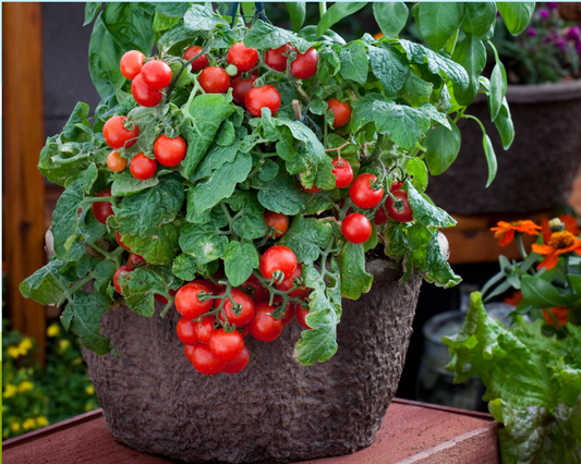Semillas de tomate Red Robin