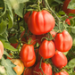 Giant Garden Paste Hybrid Tomato Seeds
