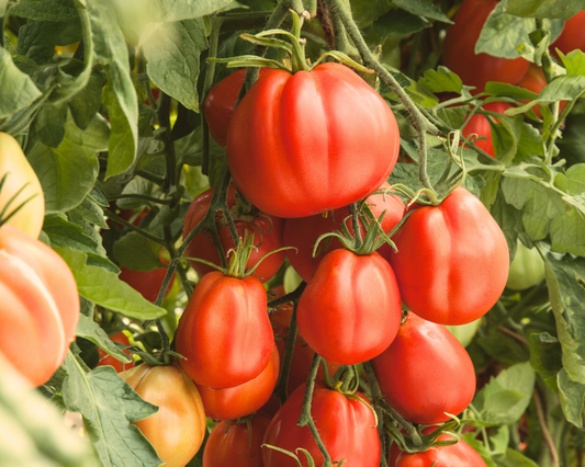 Semillas de tomate híbrido de pasta de jardín gigante