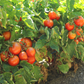 Patio Hybrid Tomato Seeds