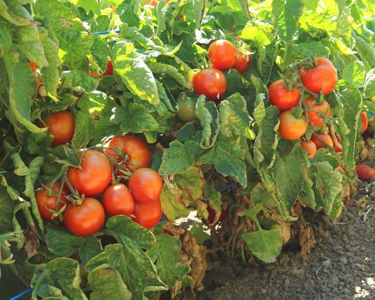 Semillas de tomate híbrido de patio