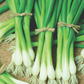 Warrior Bunching Onion