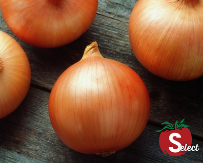 Candy Hybrid Onion Seeds