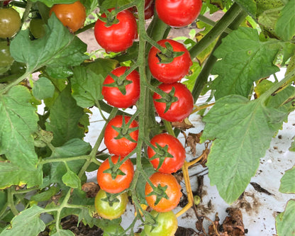 Unicorn Hybrid Tomato FNT