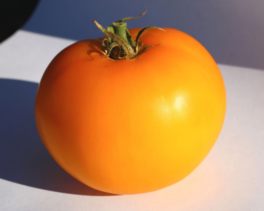 Semillas de tomate híbrido Lemon Boy Plus 
