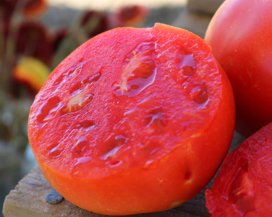 Semillas de tomate híbrido Jamestown